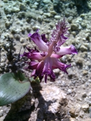 Lachenalia carnosa