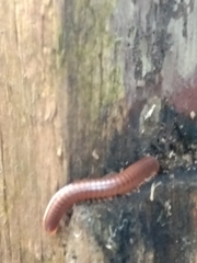 Trigoniulus corallinus