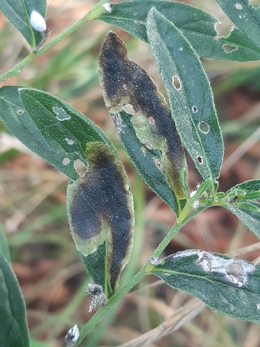 Agromyza lithospermi