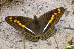 Adelpha olynthia