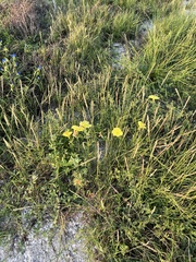 Oenothera drummondii