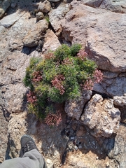 Pelargonium crithmifolium