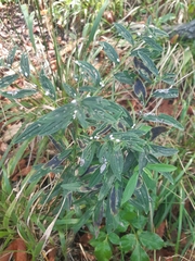 Agromyza lithospermi