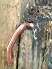 Trigoniulus corallinus