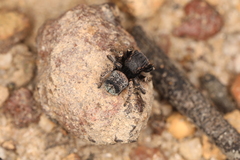 Maratus vespertilio