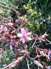 Pelargonium crithmifolium