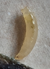 Agromyza lithospermi