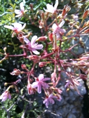 Pelargonium crithmifolium