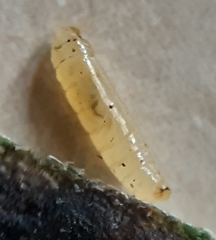 Agromyza lithospermi