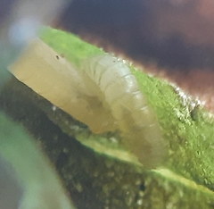 Agromyza lithospermi