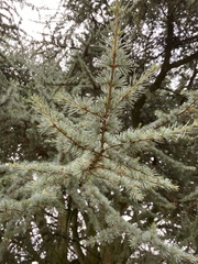 Cedrus deodara
