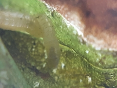 Agromyza lithospermi