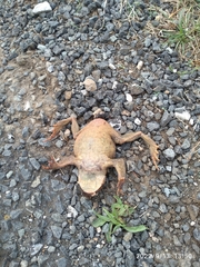 Bufo
