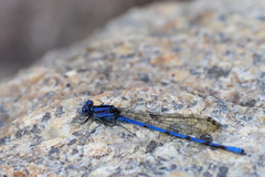 Argia elongata