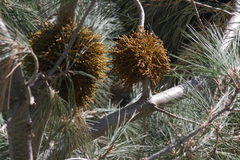 Arceuthobium campylopodum