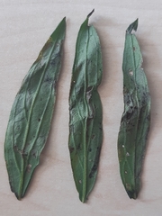 Agromyza lithospermi