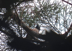 Eurylaimus ochromalus