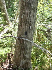 Fuscopannaria leucosticta