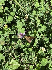 Epargyreus clarus