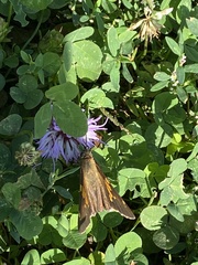 Epargyreus clarus