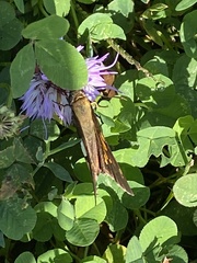 Epargyreus clarus