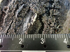 Fuscopannaria leucosticta