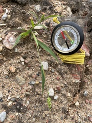 Setaria
