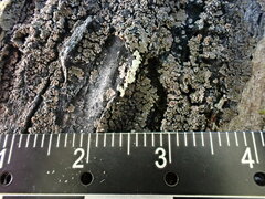 Fuscopannaria leucosticta