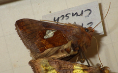 Autographa bractea