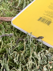 Thamnophis sirtalis pallidulus