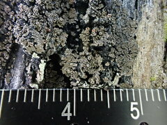 Fuscopannaria leucosticta