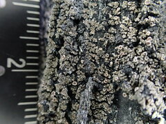 Fuscopannaria leucosticta