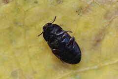 Alphitobius diaperinus