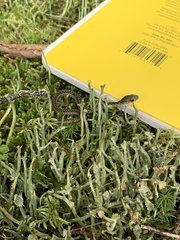 Thamnophis sirtalis pallidulus