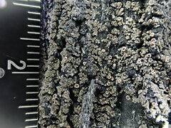 Fuscopannaria leucosticta