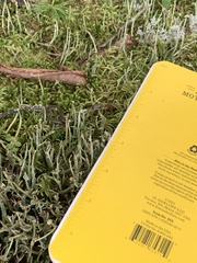 Thamnophis sirtalis pallidulus