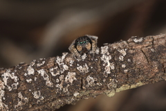 Maratus vespertilio