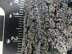 Fuscopannaria leucosticta