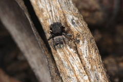 Maratus vespertilio