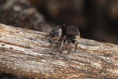 Maratus vespertilio
