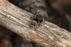 Maratus vespertilio