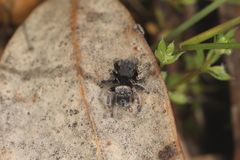 Maratus vespertilio