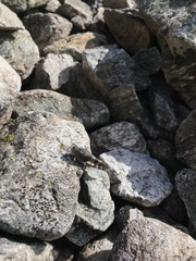 Oedipoda