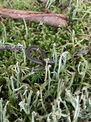 Thamnophis sirtalis pallidulus
