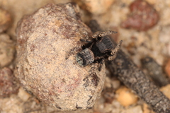 Maratus vespertilio
