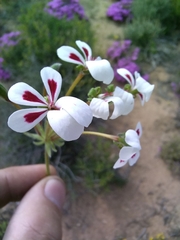 Pelargonium pulchellum
