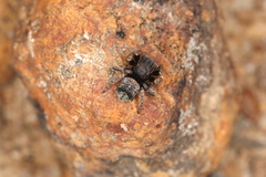 Maratus vespertilio
