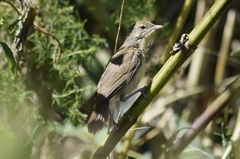 Acrocephalus arundinaceus