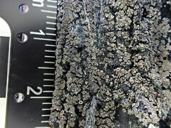 Fuscopannaria leucosticta