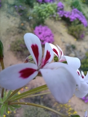 Pelargonium pulchellum